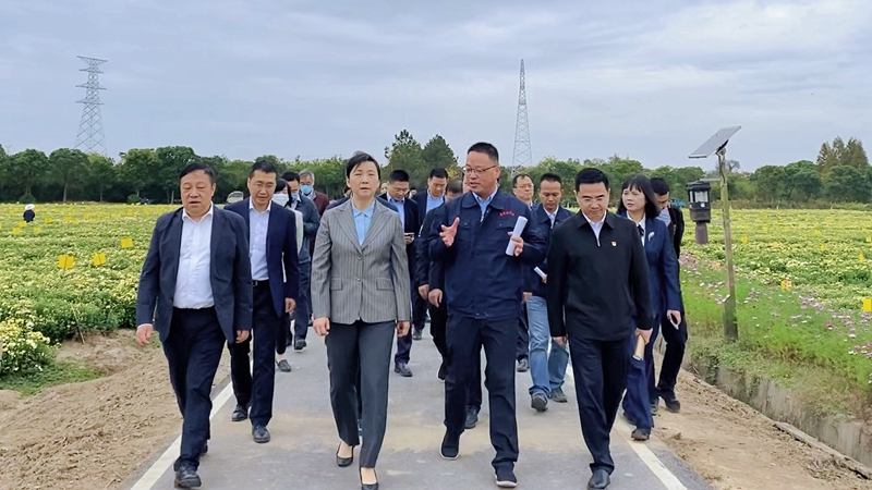 浙江省副省长王文序调研浙农杭白菊标准化种植GAP示范基地